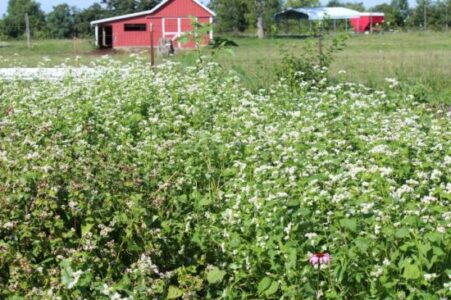 Working with Nature to Build Organic Soil, Part 2: Cover Crops Image